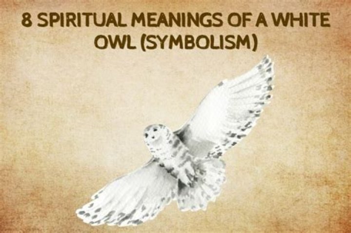 8 Spiritual Meanings Of A White Owl (Symbolism) ·