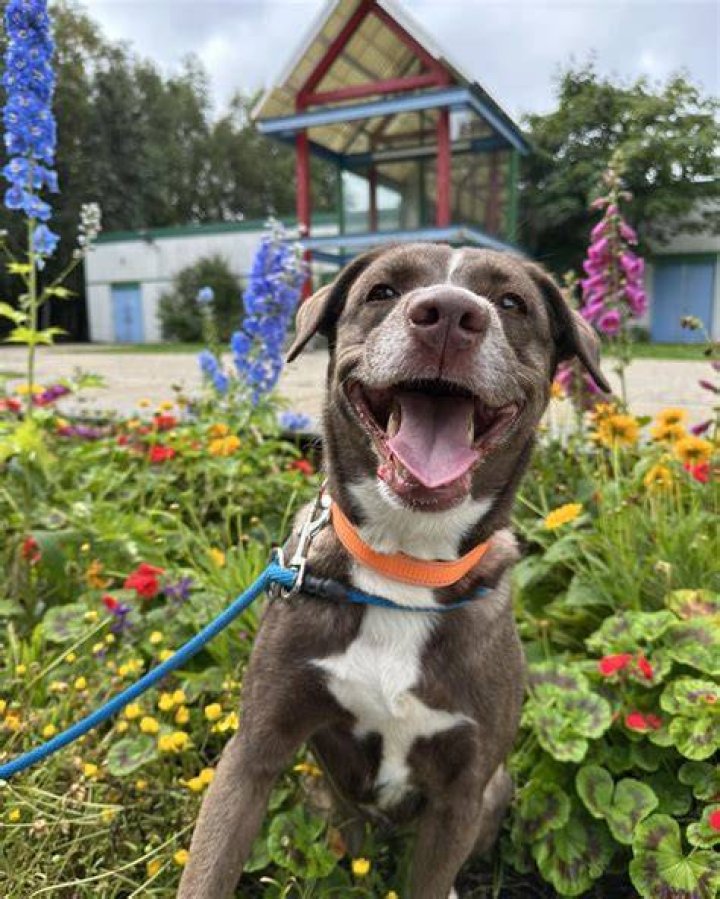 A Journey Of Compassion And Animal Care