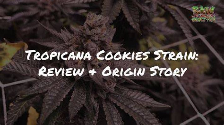 Aroma and Flavor Profile of the Tropicana Cookies Cannabis Strain