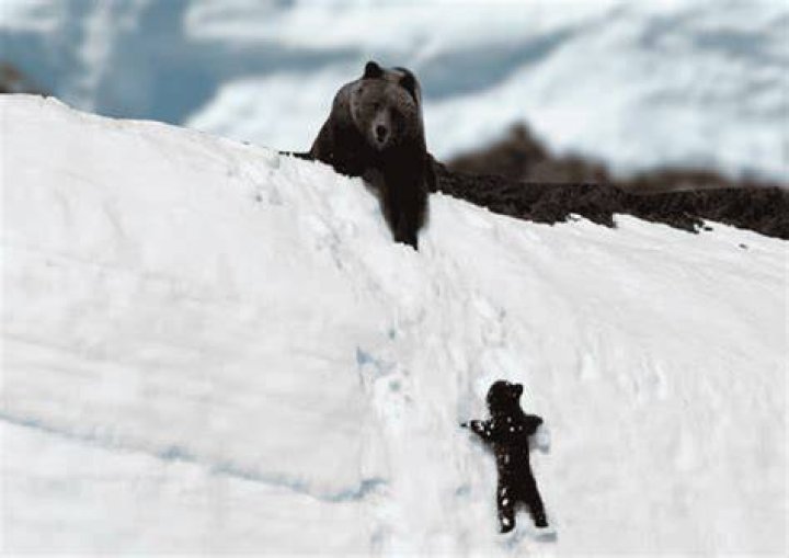 Bear And Georgia Footage Gone Viral ·
