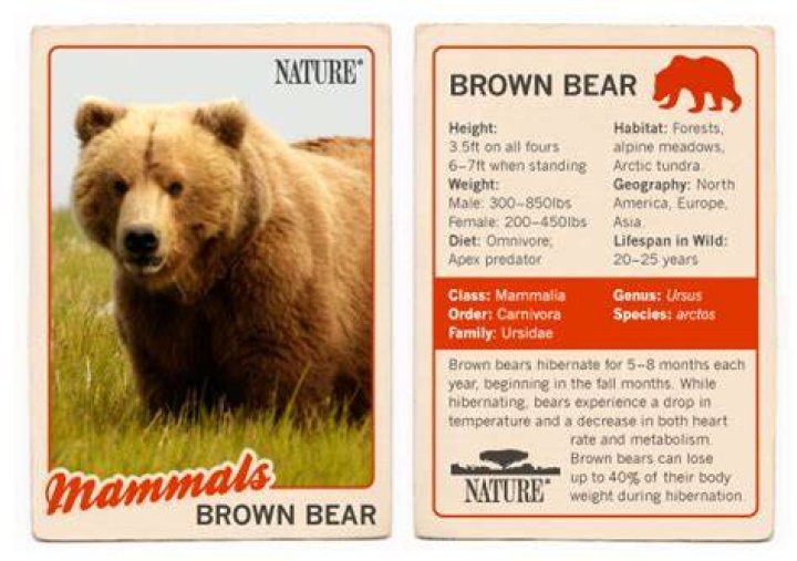 Bears of the Last Frontier | Brown Bear Facts | Nature