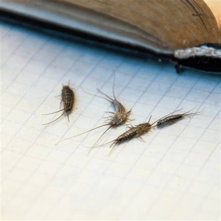 Do silverfish eat clothes? ·