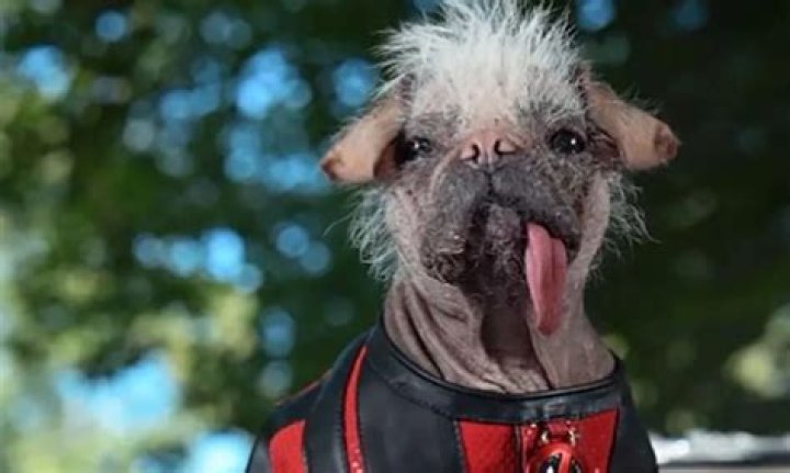 Exploring the Unique Identity: What Type of Dog is Dogpool?