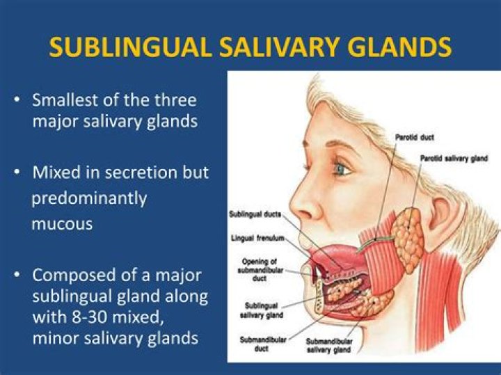 Face Glands And Their Remarkable Role