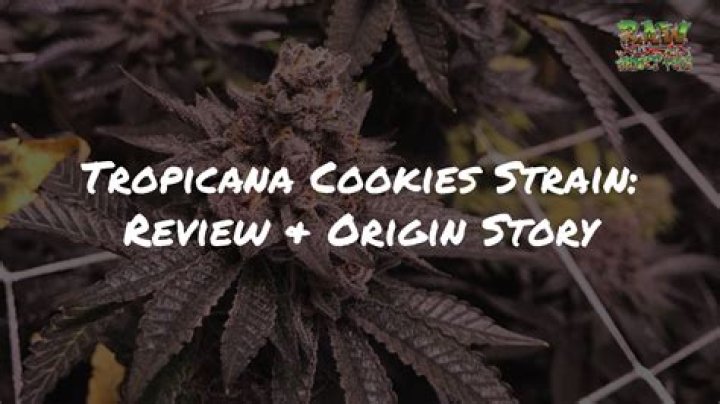 Grow Tips for Growing the Tropicana Cookies Cannabis Strain