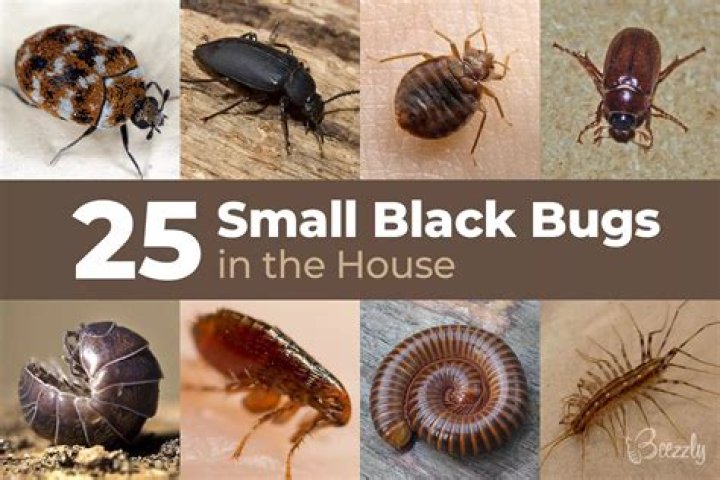 Household Insects | Mississippi State University Extension Service