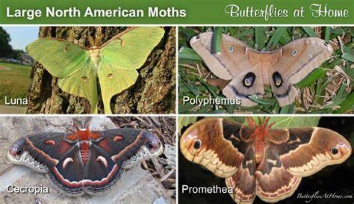 Moth Photographers Group North American Moths Saturniidae
