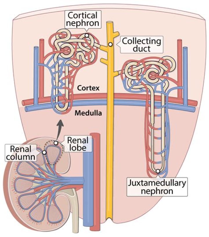 Ristela enhances the blood flow to the genital area.