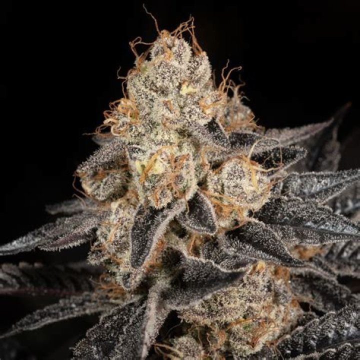 Side Effects and Risks Associated with Consuming the Tropicana Cookies Cannabis Strain