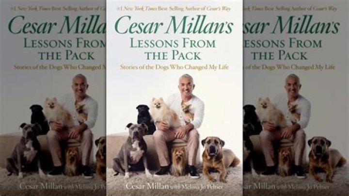 The Impact of the Dog Whisperer Tragedy: Lessons and Reflections