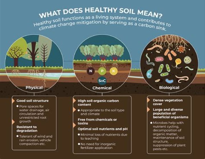 The Importance of Soil Health in Columbia SC Landscapes