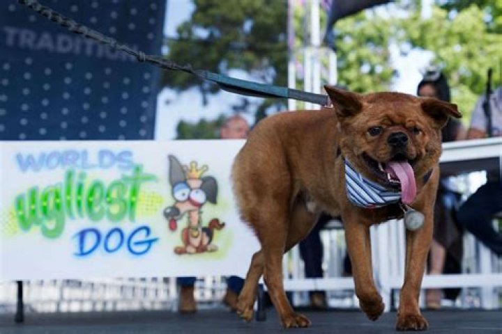 The Petaluma Ugliest Dog Contest: A Celebration of Unique Beauty