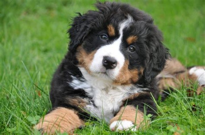 The Ultimate Guide For Berner Sennenhund Owners