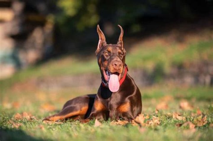 The Unwavering Loyalty and Intelligence of Britney Doberman: A Comprehensive Guide