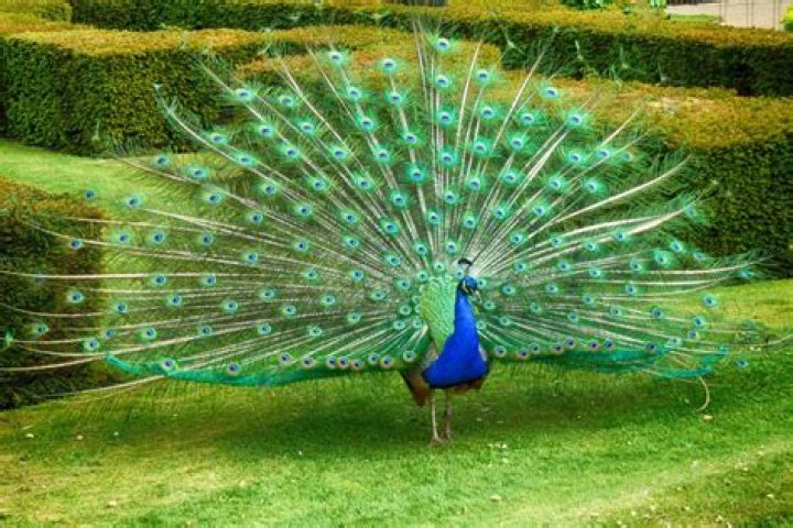 Unveil The Ownership Secrets Of NBC Peacock: A Journey Of Discovery