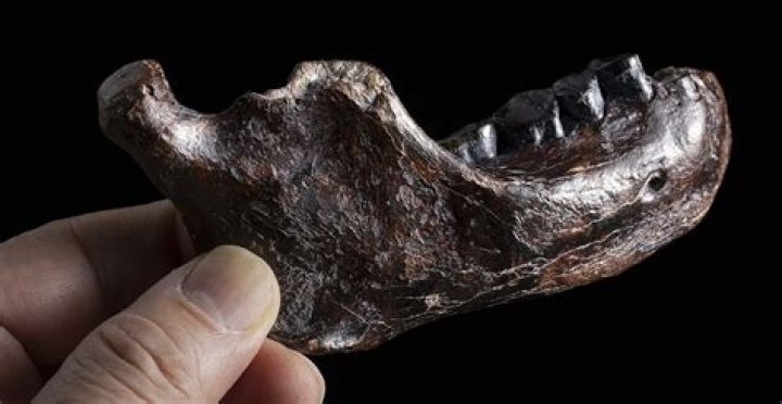 Unveiling The Secrets Of The Byford Dolphin's Body: Discoveries And Insights