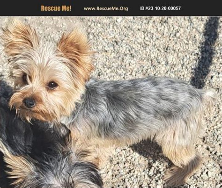 Unveiling The Secrets Of Yorkie Rescue Los Angeles: Discoveries And Insights