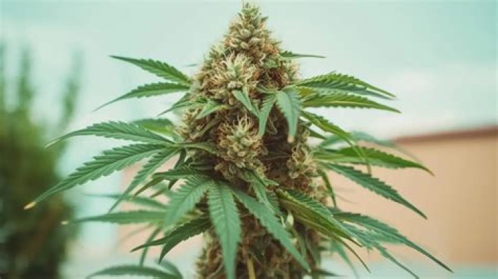 Unveiling The Wonders Of Medical Cannabis With Doctor Ganja