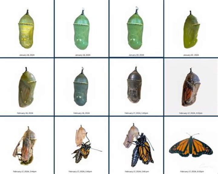 What's Inside a Caterpillar Cocoon and Butterfly Chrysalis