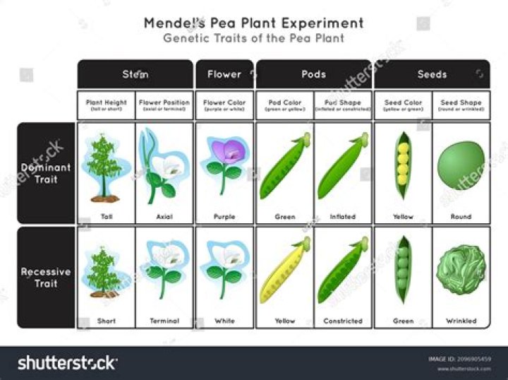 What pea plants did Mendel use? ·