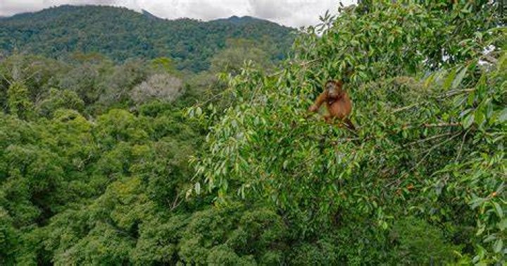 ZBlogY | 'Extinct' monkey rediscovered in Indonesia jungle